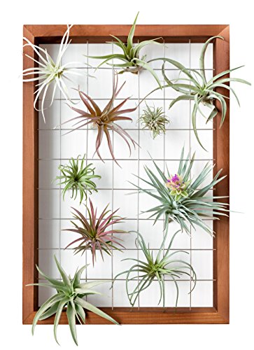 Mkono Air Plant Holder Hanging, 16" Wooden Wall Display Hanger Frame Decor | Unique Wire Shelf Design, Dual Mount & Tabletop, for Indoor Live Fern Succulent, Christma Plant Lover Gift, Airplant Excluded