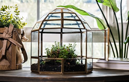 Urban Born Handmade Birdcage Large Glass Terrarium — 10" x 9" x 9" (Brass)