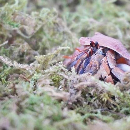 3.5oz Natural Moss for Hermit Crabs, Ideal for Hermit Crab Supplies for Tank Habitat