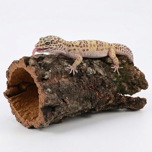 Veemoon Tree Trunk Reptile Hideout, 5.9" Small Hollow Log for Lizard Snake Aquarium Fish Tank Wooden Decoration Accessories Hermit Crab Climbing Platform Shelter for Bearded Dragon or Gecko Spiders - size: 15.00X7.00X7.00CM