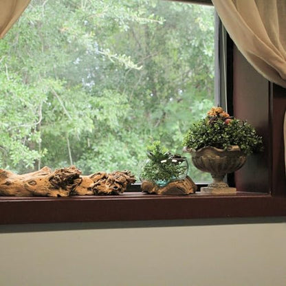Decorative Vase, 10 Inch Wide-Mouth Molten Glass on Teak Driftwood | Artisan-Crafted, Natural Finish, Serves as Sculptural Bowl, Planter, Terrarium, Or Centerpiece