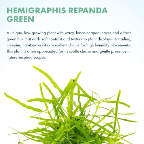Live Jungle Plants - Hemigraphis repanda 'Green' (Hemigraphis sp.) - Low to Medium Light, Green, Terrarium or Paludarium Placement, Textured Groundcover Rosette - Pot - color: Hemigraphis Repanda Green, size: Pot