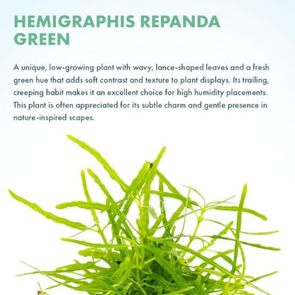 Live Jungle Plants - Hemigraphis repanda 'Green' (Hemigraphis sp.) - Low to Medium Light, Green, Terrarium or Paludarium Placement, Textured Groundcover Rosette - Pot - color: Hemigraphis Repanda Green, size: Pot