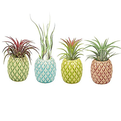 4 Pack Air Plant Holder Unique, Cute Pineapple Air Plant Stand Wall Planter, Ceramic Tillandsia Airplants Holders Hanging Wall Decor for Home Office (Pineapple-Small (1 x 2.1 in)) - size: Pineapple-Small (1 x 2.1 in)