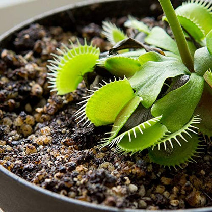 Perfect Plants Carnivorous Plant Soil, 4 qt, Venus Fly Trap Potting Mix | Organic sphagnum peat moss and perlite blend for flytraps, sundews, pitcher varieties and Nepenthes, holds ideal acidity - size: 4 qts.