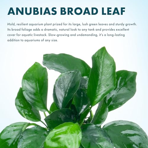 Anubias Live Aquarium Plants - Potted Freshwater Plant for Fish Tanks, Terrariums - Beginner Friendly Low Light (Barteri Broad Leaf, 3 Pots) - color: Barteri Broad Leaf, size: 3 Pots