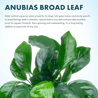 Anubias Live Aquarium Plants - Potted Freshwater Plant for Fish Tanks, Terrariums - Beginner Friendly Low Light (Barteri Broad Leaf, 3 Pots) - color: Barteri Broad Leaf, size: 3 Pots