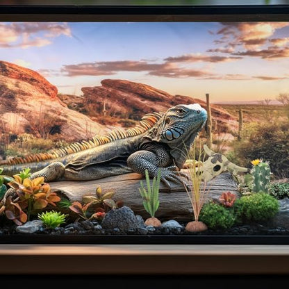 Bearded Dragon Tank Background 35 x 17 Inches Reptile Habitat Terrarium Background Blue Sky Cactus Sun and Desert Rain Forest Plant for Lizard Chameleon Gecko Snake Amphibian Terrarium Decor