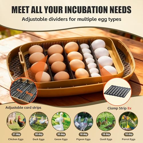 Syluris Incubators for Hatching Eggs, 24 Egg Incubator with Automatic Egg Turning and Humidity Control, Egg Candler, 360° Viewing, Chicken Incubators for Hatching Eggs, Quail Eggs, Duck Eggs Poultry
