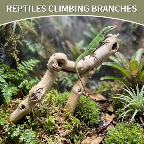Natural Large Driftwood for Aquarium, 2 Pieces 10-12" and 16-20" King Root Branches for Reptile Bearded Dragon Lizard Gecko Climbing, Fish Tank Landscaping Decorations