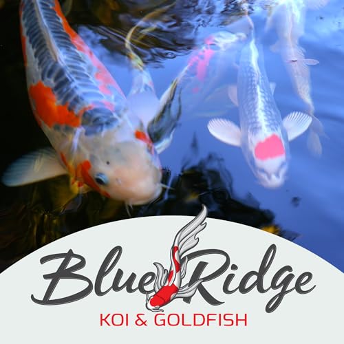 Blue Ridge Koi Fish Food 14lb - Koi Food Mini Growth Formula, Goldfish Food, Premium Fish Food for Ponds, Ponds Fish Food, Floating Pond Pellets - size: 14 Pound (Pack of 1)