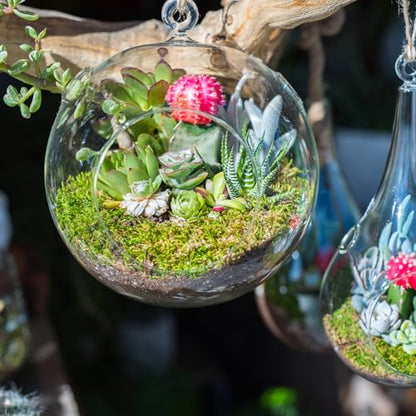 PATIKIL Round Globe Terrarium Air Plant Planter, 4 Inch Clear | High Borosilicate Glass, Hanging Decorations, for Succulent, Tillandsia - size: 4 Inch