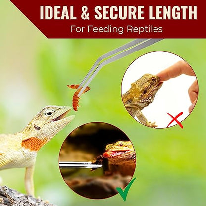 CoCoo Feeding Tongs for Reptiles, Stainless Steel Tweezers, 1 Straight Tip Nipper & 1 Curved Serrated Forcep, Feeds Mealworms, Crickets to Snakes, Geckos, Lizards, Tarantulas, 2pc