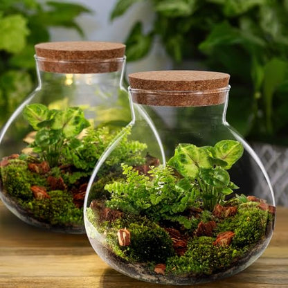 KALLORY Sealed Glass Plant Bottle with Cork Stopper for Miniature Ecosystems 15Cm X 16Cm Round Glass Terrarium Container for Home Garden Decor