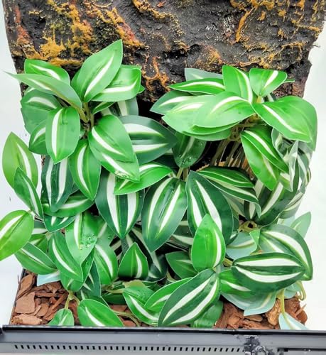 Fake Reptile Plants for Terrarium,Hanging Plant with Suction Cup | Artificial Plants for Crested Gecko Tortoise Ball Python Enclosure, Snake Tank Accessories,Amphibian Habitat Decor-2 Pack - color: Zebrina Green