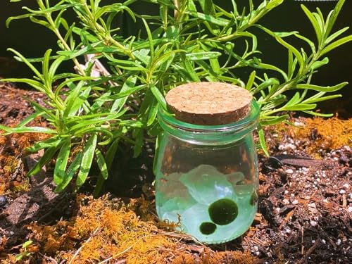 Moss Pet Glass Terrarium Jar Kit with Cork Lid, Mini Desktop Moss Plant Aquarium Decor, Home Ornament Gift
