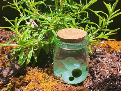 Moss Pet Glass Terrarium Jar Kit with Cork Lid, Mini Desktop Moss Plant Aquarium Decor, Home Ornament Gift