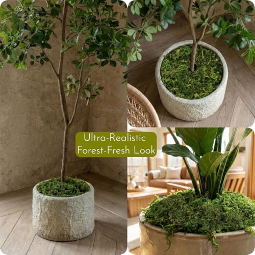 7OZ Moss for Plants Indoor, Natural Looking Faux Grass for Crafts, Terrariums, Fairy Gardens, Floral Arrangements - Artificial Spanish Moss Alternative for Home Decor (200g) (Fresh Green)