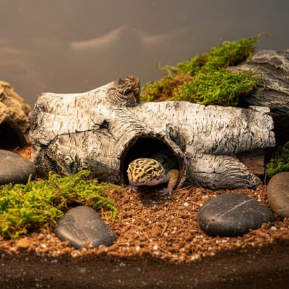 JIHAQUA Aquarium Resin Bark Terrarium Decor, Lizard, Snake or Reptile Hide | Lizard, Spider and Aquarium Fish Hide Cave (Medium Bark A)