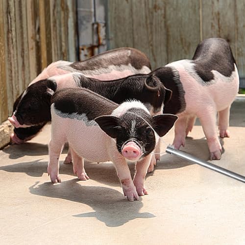 Dog Catcher Pole Holder Animal Control Tool Heavy Duty Stainless Steel Catch Pole for Trapping for Dog Pig Swine Animal Livestock, Rod Length 30 inches