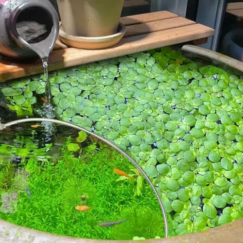 Aquarium Floating Plant Corral, Floating Plant Fence Fish Tank Accessories Aquarium Decoration for Intercepts Floating Plants, Fish Feeding (Aquarium Floating Plant Corral)