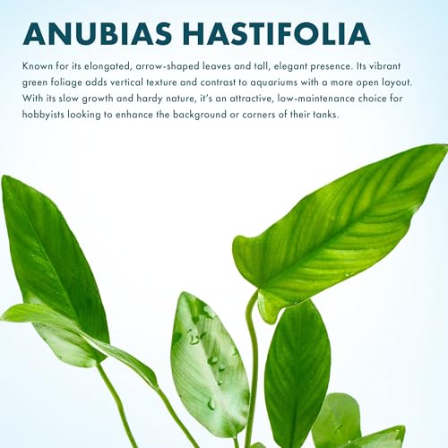 Live Plants – Anubias Hastifolia (Anubias hastifolia) – Low to Moderate Light, Medium to Dark Green Arrow-Shaped Leaves, Midground to Background Tank Placement - Pot, 3 Pack - color: Anubias Hastifolia, size: 3 Pots