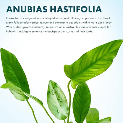 Live Plants – Anubias Hastifolia (Anubias hastifolia) – Low to Moderate Light, Medium to Dark Green Arrow-Shaped Leaves, Midground to Background Tank Placement - Pot, 3 Pack - color: Anubias Hastifolia, size: 3 Pots