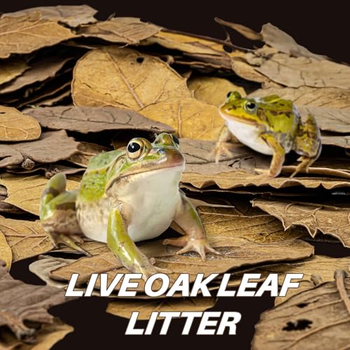 MAQIHAN 7 OZ Dry Oak Leaf Litter - Leaf Litter for Reptiles Oak Leaves for Isopods Live Substrate for Snakes, Frogs, Isopods, Terrarium Bedding | Whole Natural Oak Leaves for Terrarium, Forest Floor Habitat, Premium Enclosure Bedding for Snake, Frog, Geck
