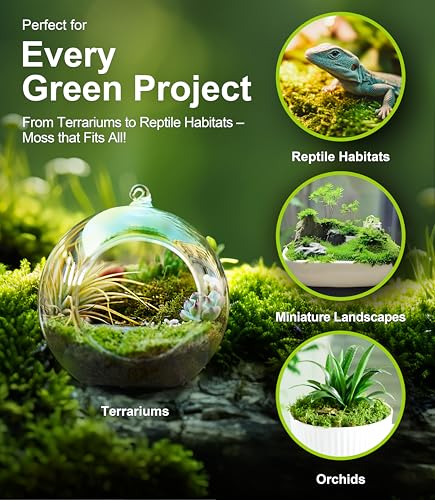 Live Moss – Brachythecium Moss (3 Sheets, Each Approx. 3.5"x7") for Terrariums, Moss Gardens, Plant Layouts & Natural Decor – Naturally Grown, Reusable, Not Artificial