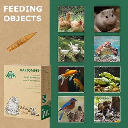 Premium Dried BSF Larvae for Chickens - 2LB High Calcium Supplement, Molting and Laying Support, Non-GMO & High-Protein Treats, Food for Wild Birds, Ducks, Repitle | Top Grade BSF - size: 10 Pound (Pack of 1)