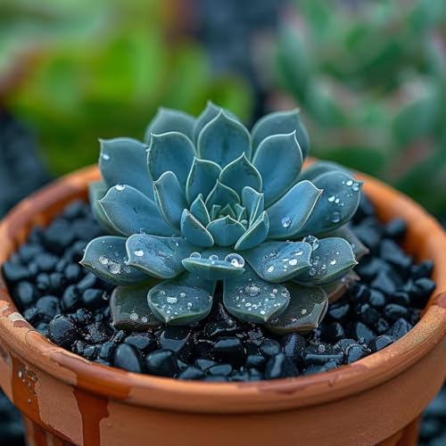 HappyFiller 0.88 LB Black Gravels Small Stones Succulent Mini Rocks | Planter Soil Cover Pebbles,Fairy Garden,Terrarium,Lucky Bamboo,Cactus Topper Dressing Decor,Aquarium Fish Tank Bottom Granule - color: Black