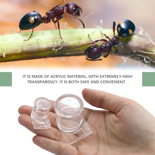 2pcs Mini Ant Water Feeder - Transparent Liquid Feeding Bowls for Ant Farms Small Reptiles Ideal Insect Drinking Tools