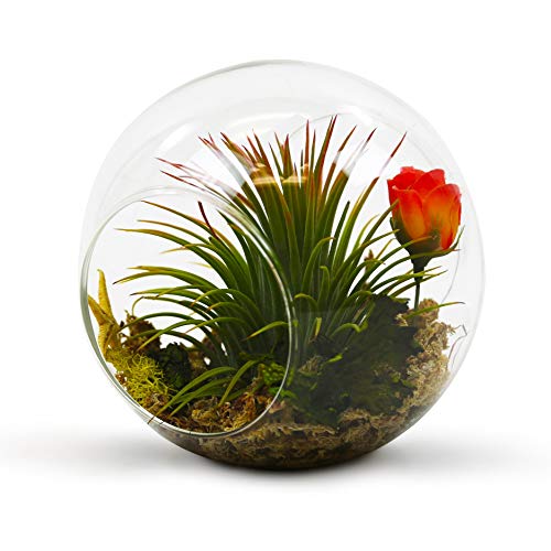 WGV Planter Terrarium Bulk, Width 6" Height 6", Clear Round Glass Vase Container with Two Side Opening, DIY Air Planter, Votive Candle Holder for Decor, 6 Pieces - size: 6" Double Opening