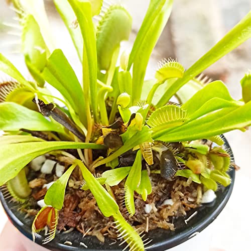 Carnivorous Plant Soil Mix 3 Qts, Include Perlite and Sphagnum Moss Debris, Great Potting Soil for Venus Fly Traps, Pitcher Plants, Sundews - size: 3 QT