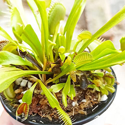Carnivorous Plant Soil Mix 3 Qts, Include Perlite and Sphagnum Moss Debris, Great Potting Soil for Venus Fly Traps, Pitcher Plants, Sundews - size: 3 QT