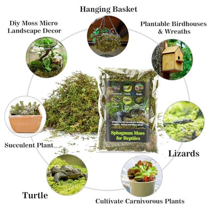 Sukh Sphagnum Moss for Reptiles - Terrarium Reptiles Moss Green Dried Peat Moss Habitat Bedding Moss for Snakes Turtle Frog Gecko and Other Reptiles Substrate (30, Ounces) | Habitat Bedding for Gecko, Snake, Turtle, Frog, Bearded Dragon, Jumping Spider, C