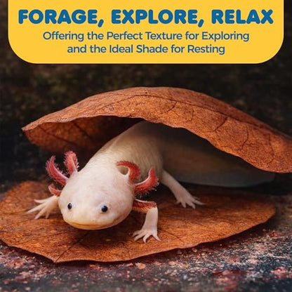 SunGrow 10 Pack Axolotl Indian Almond Leaves for Aquarium, 5-Inches, Catappa Leaf Soothes Pet’s Slime Skin, Aquarium Water Conditioner Leaves Improves Tank Water Quality, Speeds Up Recovery Process - style: Medium (5")