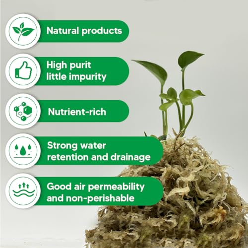 Natural Long Fiber Sphagnum Moss 42QT for Orchid Potting Mix, and Moss Pole for Plants Indoor. Ideal for Propagating Plants, Maintaining Humidity for Reptiles, Isopods in Paludarium, Aquascape (12 OZ) - size: 12 OZ