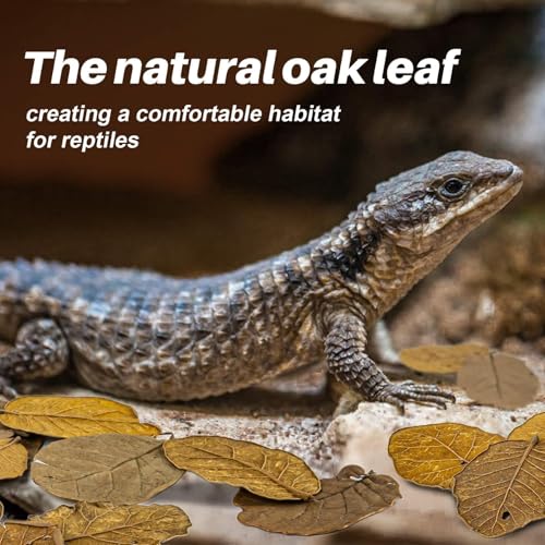 MAQIHAN 5oz Oak Leaf Litter - Dry Substrate for Reptiles Isopod & Bioactive | Whole Natural Oak Leaves for Terrarium, Forest Floor Habitat, Premium Enclosure Bedding for Snake, Frog, Gecko, Lizard - size: 5 OZ