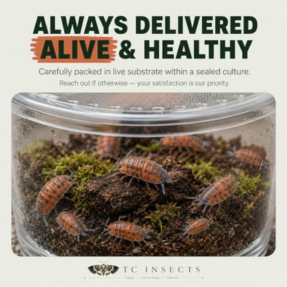 10 Porcellio scaber Lava | Live Isopods Bioactive Cleanup Crew | Live Arrival Nationwide!