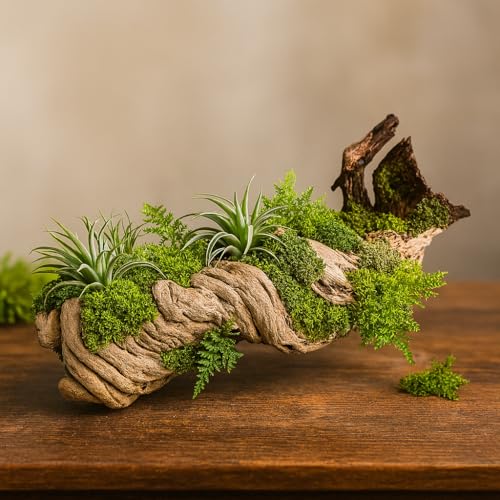 Koyal Wholesale 24" Hollow Grapewood Branch Decor 1Pcs Grapewood Centerpiece Vase Air Plants Sand Blasted Grapevine Wood Untreated Terrarium Wood Driftwood Decor - size: 24 Inches