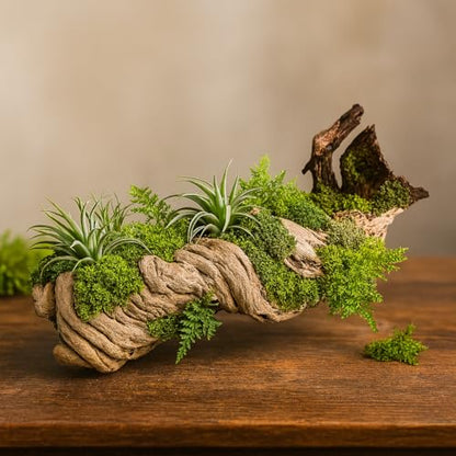 Koyal Wholesale 24" Hollow Grapewood Branch Decor 1Pcs Grapewood Centerpiece Vase Air Plants Sand Blasted Grapevine Wood Untreated Terrarium Wood Driftwood Decor - size: 24 Inches