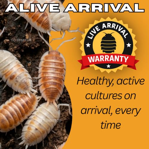 30 Powder Orange Cream Isopods | Live Cleanup Crew for Bioactive Reptile and Amphibian Habitats | Live Arrival Nationwide!