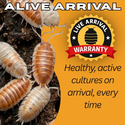 30 Powder Orange Cream Isopods | Live Cleanup Crew for Bioactive Reptile and Amphibian Habitats | Live Arrival Nationwide!