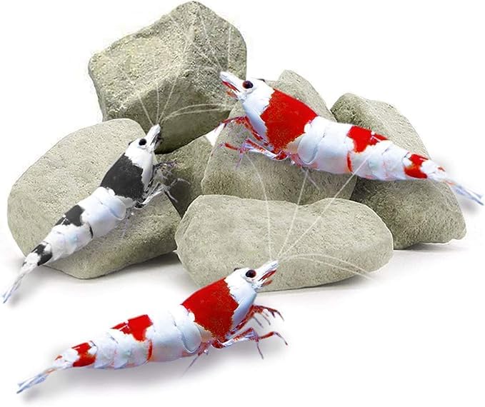 Calcium & Magnesium Rocks for Aquarium | Enhances Shell Strength & Color for Shrimp, Snails, Crabs & Crayfish | Biofilm Surface | Ideal for Soft Water Tanks 2 OZ