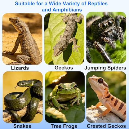 Magnetic Reptile Ledge - Acrylic Feeding Platform for Geckos & Spiders | Glass bowl & acrylic tray; for chameleon, bearded dragon, jumping spider; strong magnets; easy-clean; compact 2.6"x2.6"