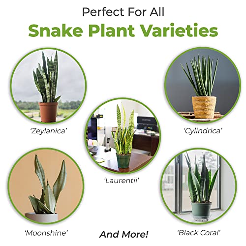 Perfect Plants Snake Plant Soil, 4 qt, Coco Coir Potting Mix | All-natural pine bark, perlite and sand blend for Sansevieria varieties, drains fast to protect roots, no added fertilizer - size: 4qt.
