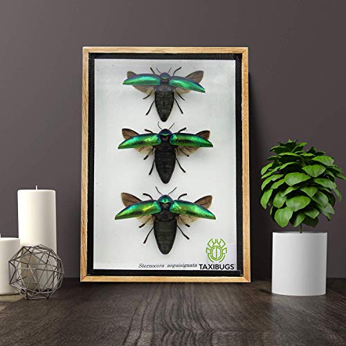 Jewel Beetle Mounts Insect Animals Taxidermy in Framed (3 Sternocera Aeguisignata) - style: 3 Sternocera Aeguisignata