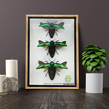 Jewel Beetle Mounts Insect Animals Taxidermy in Framed (3 Sternocera Aeguisignata) - style: 3 Sternocera Aeguisignata