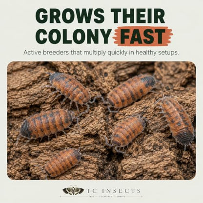 10 Porcellio scaber Lava | Live Isopods Bioactive Cleanup Crew | Live Arrival Nationwide!